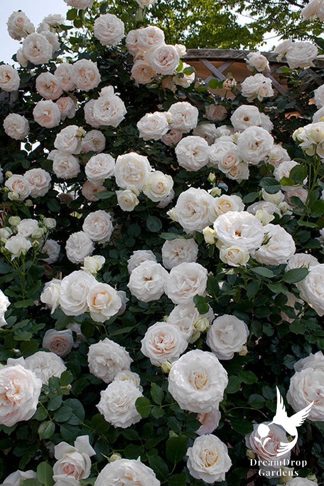 Rose - White Eden — DreamDrop Gardens photo 29