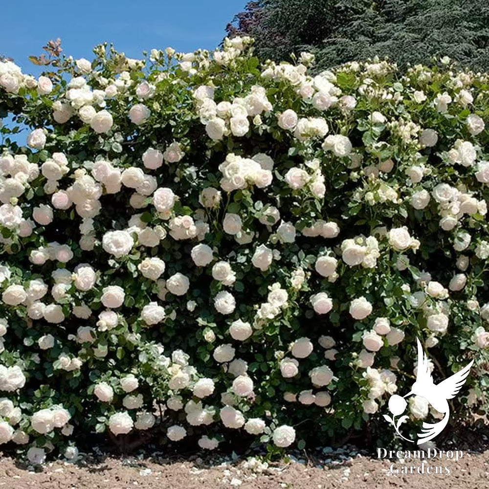 Rose - White Eden — DreamDrop Gardens photo 2