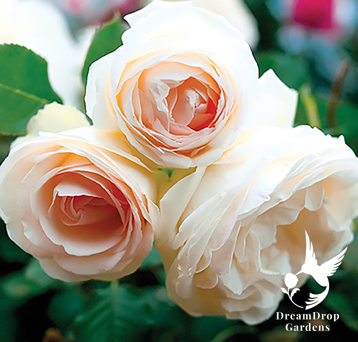 Rose - White Eden — DreamDrop Gardens photo 30