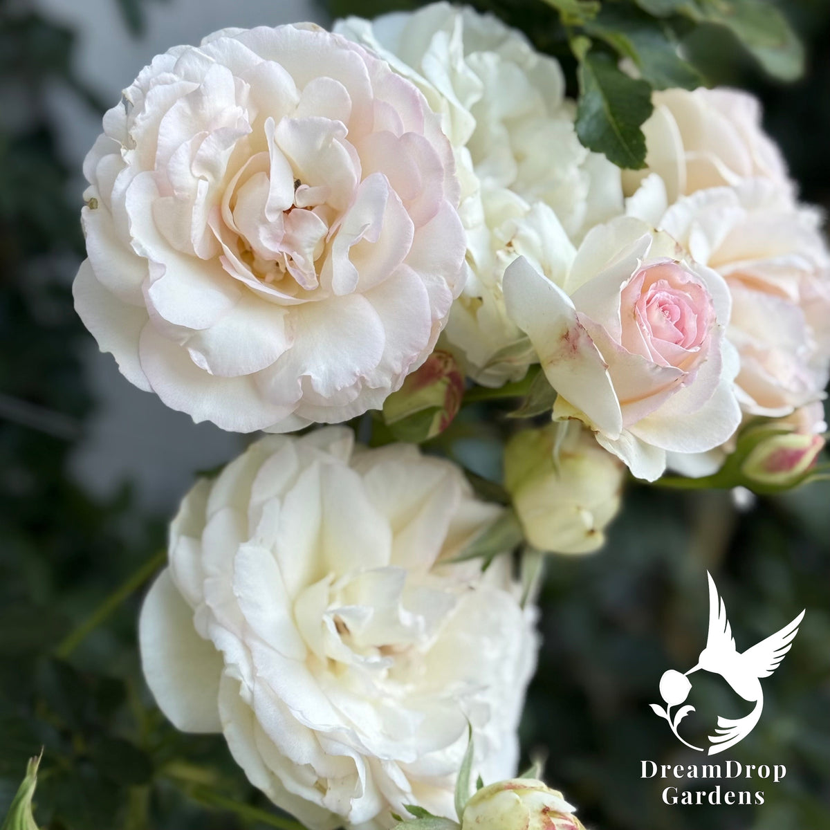 Rose - White Eden — DreamDrop Gardens photo 3