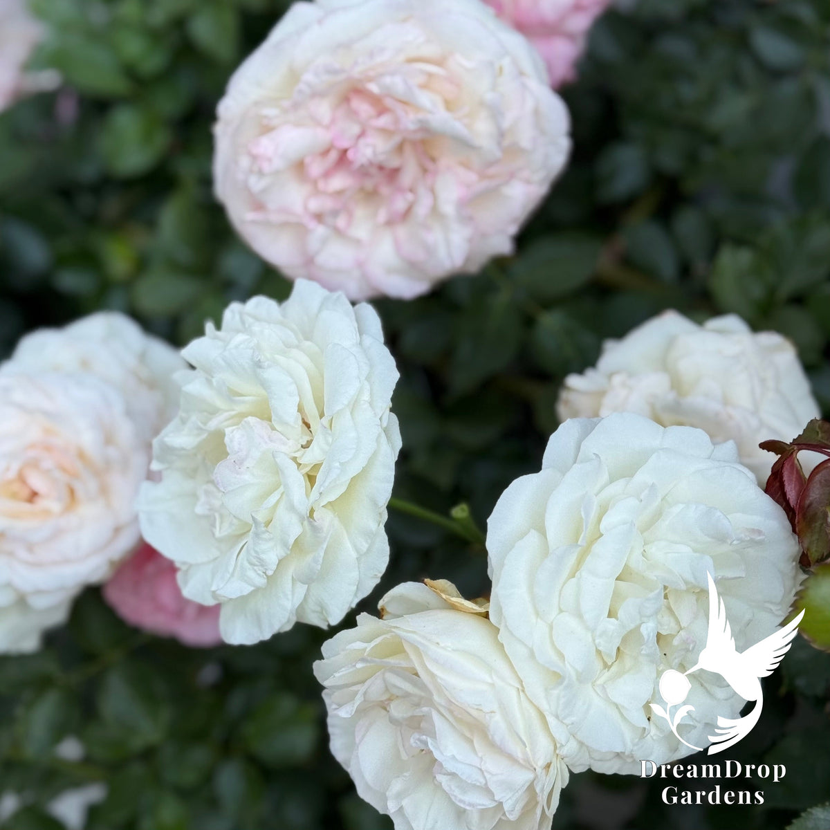 Rose - White Eden — DreamDrop Gardens photo 4
