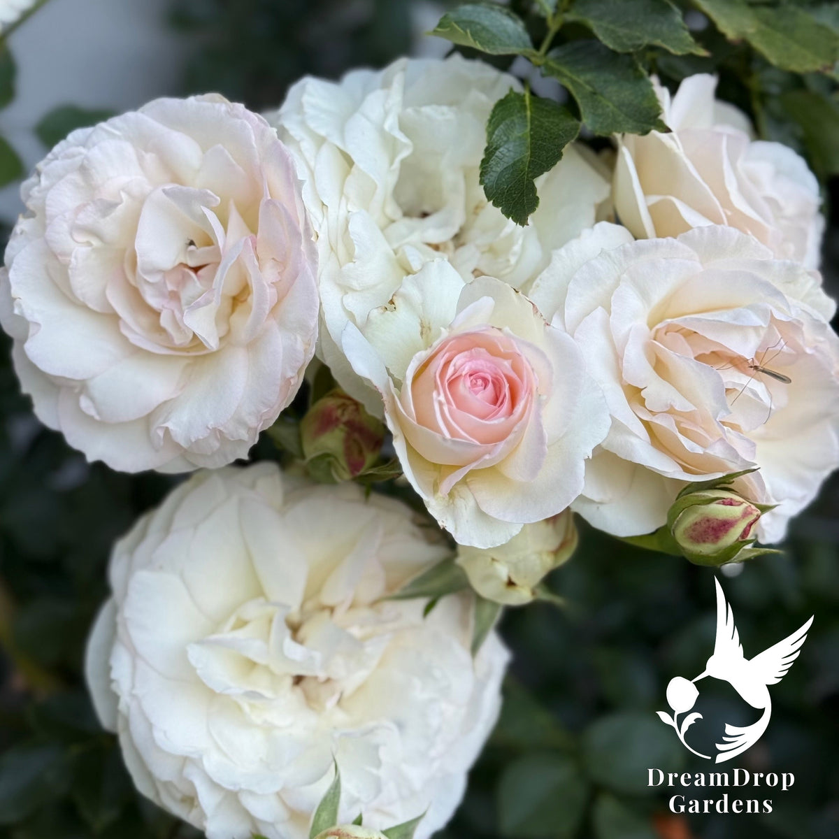 Rose - White Eden — DreamDrop Gardens photo 5