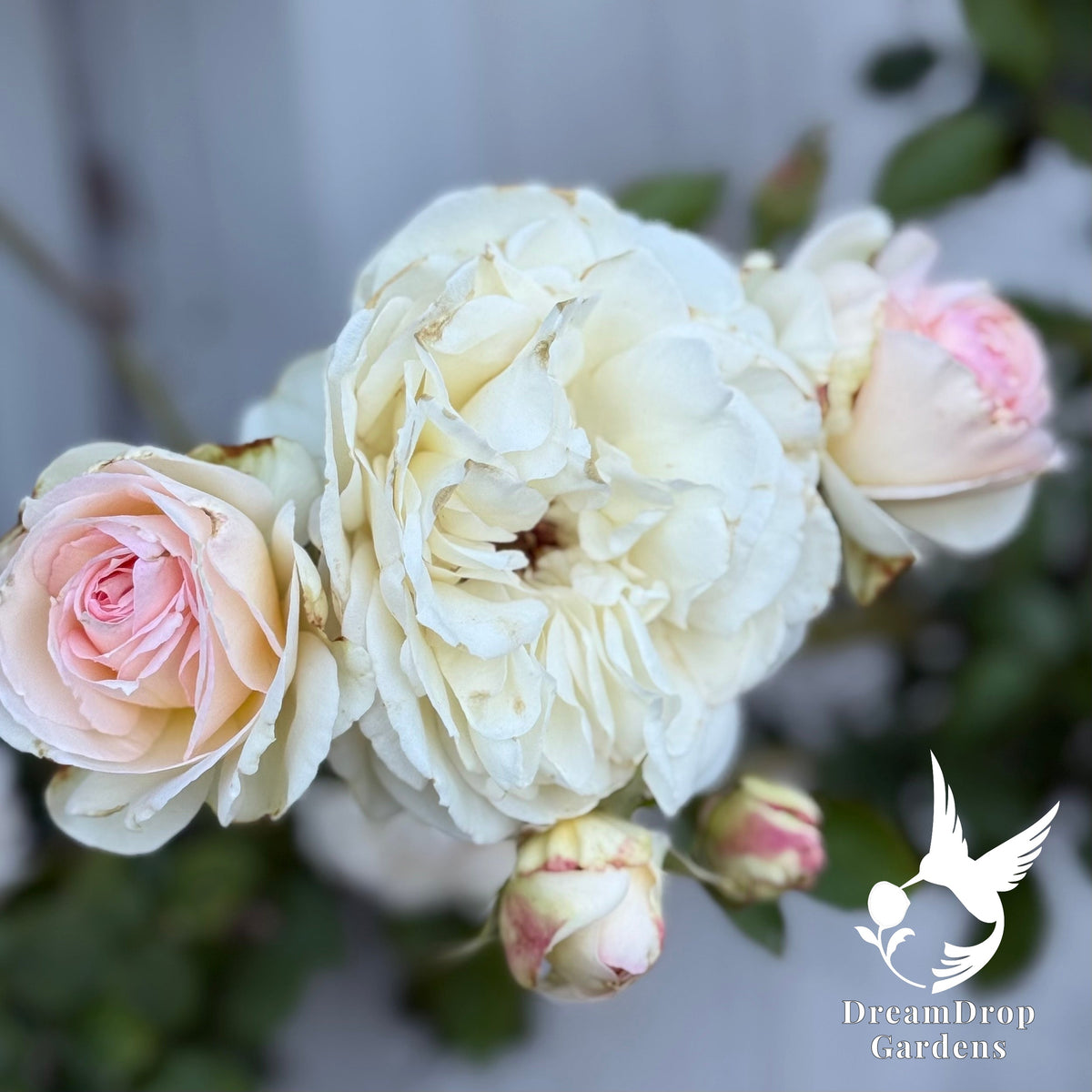 Rose - White Eden — DreamDrop Gardens photo 6