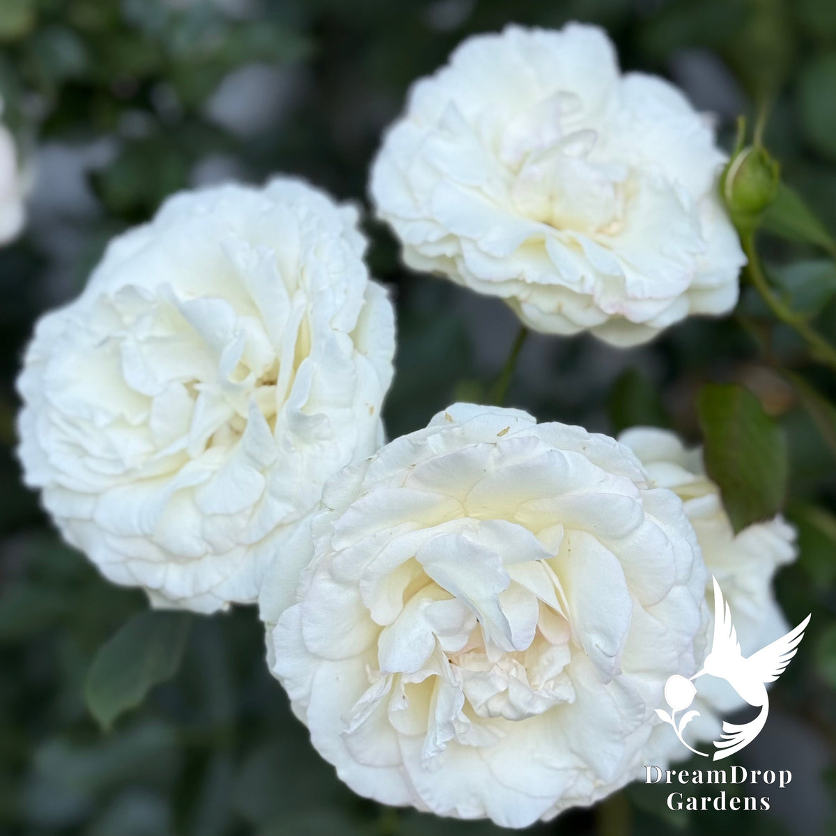 Rose - White Eden — DreamDrop Gardens photo 7