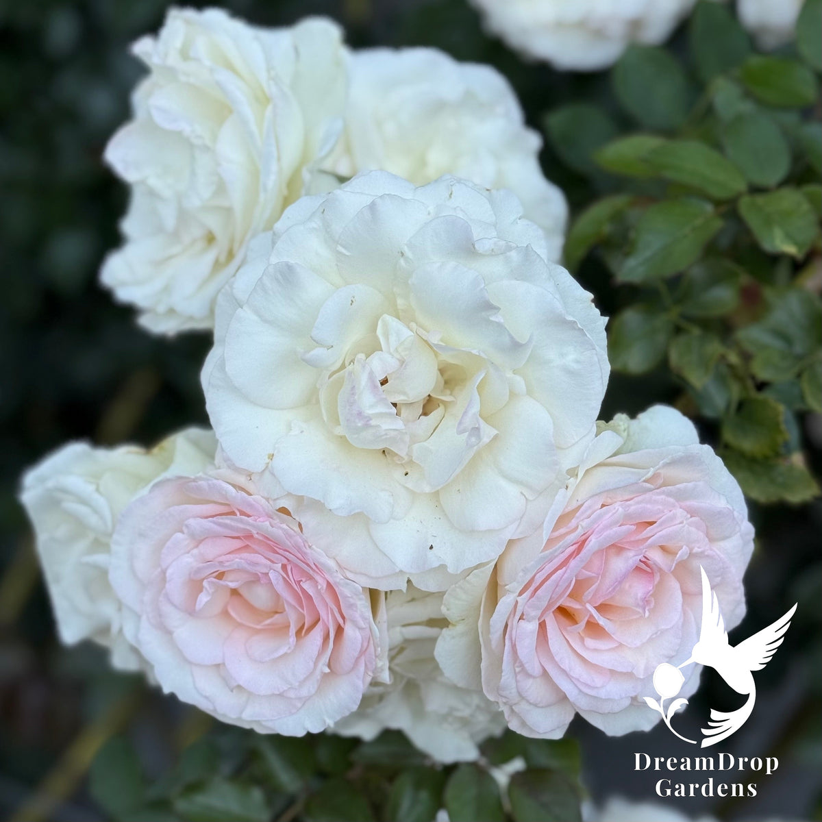 Rose - White Eden — DreamDrop Gardens photo 8