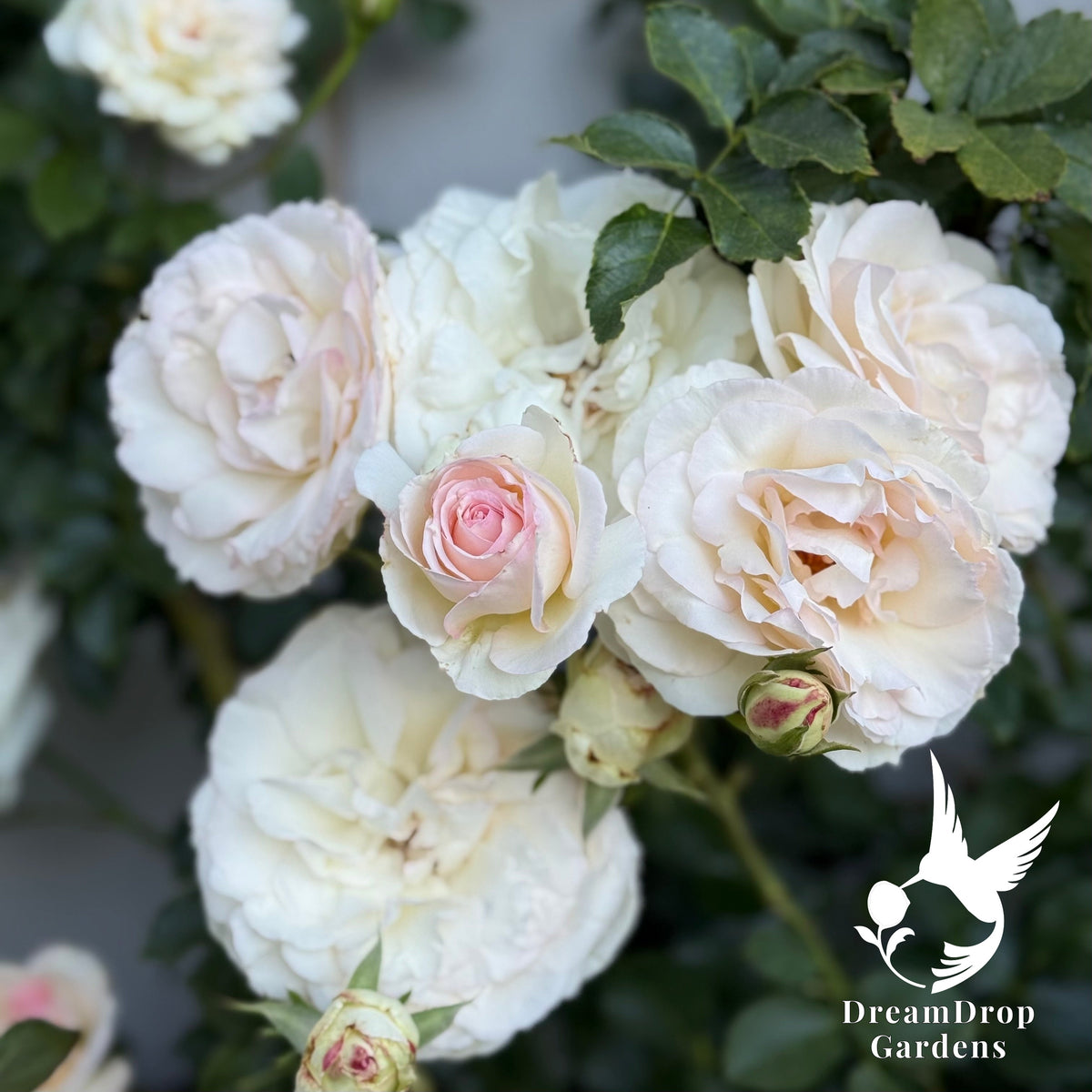 Rose - White Eden — DreamDrop Gardens photo 9