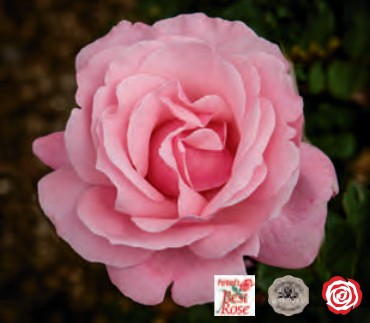 Rose - Queen Elizabeth