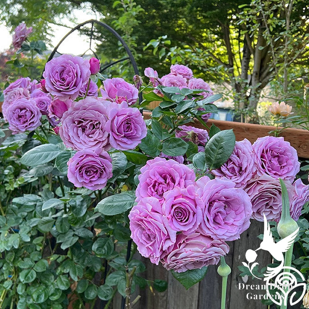 Rose - Arborose Quicksilver — DreamDrop Gardens photo 10
