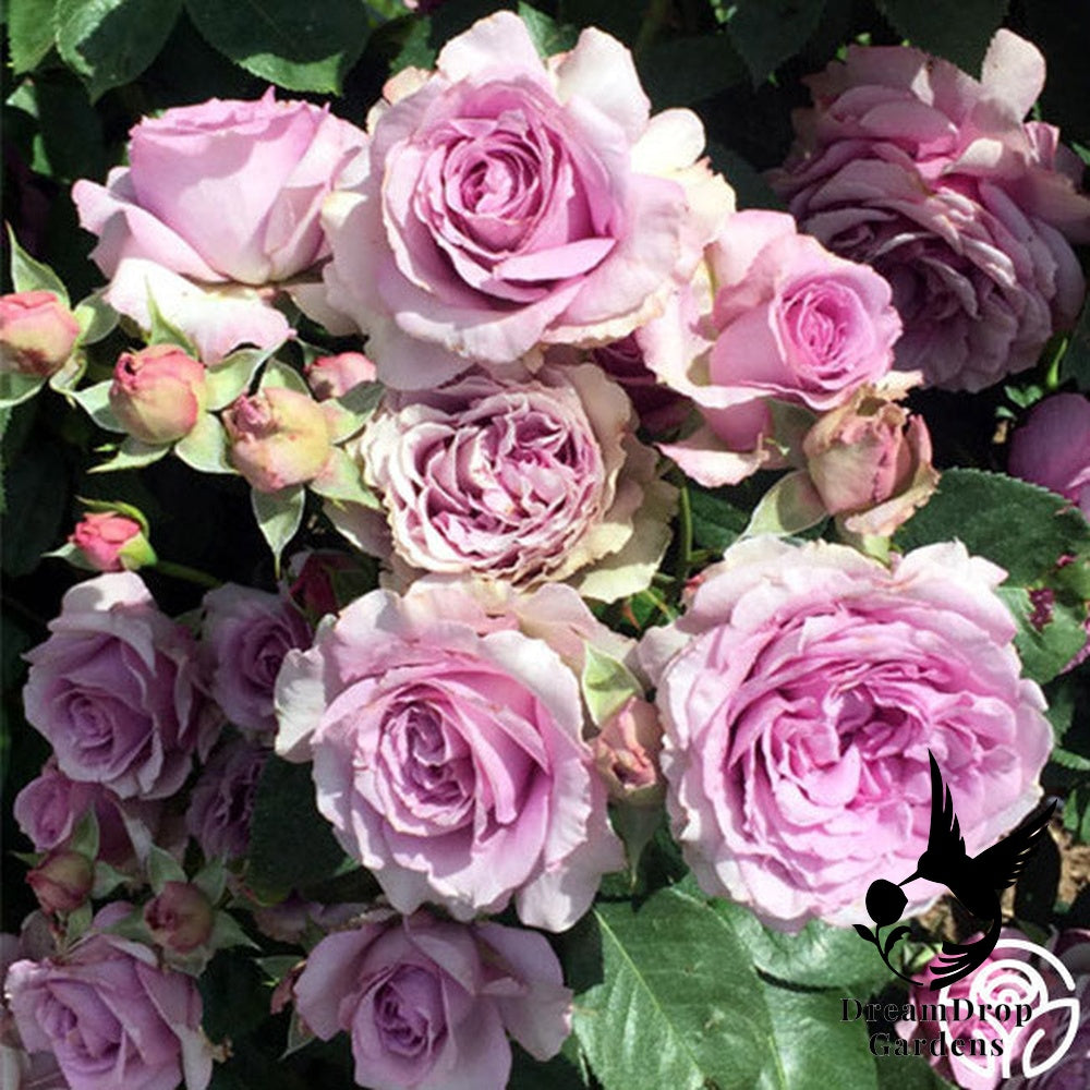 Rose - Arborose Quicksilver — DreamDrop Gardens photo 11