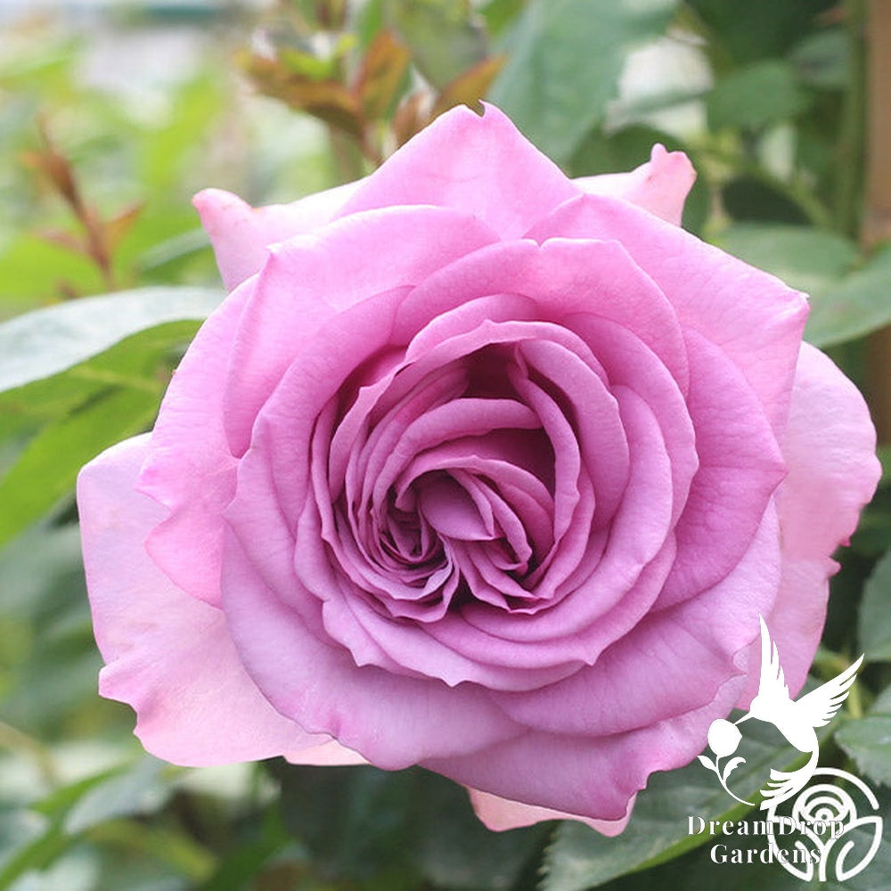 Rose - Arborose Quicksilver — DreamDrop Gardens photo 12