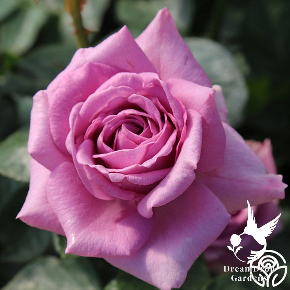 Rose - Arborose Quicksilver — DreamDrop Gardens photo 13