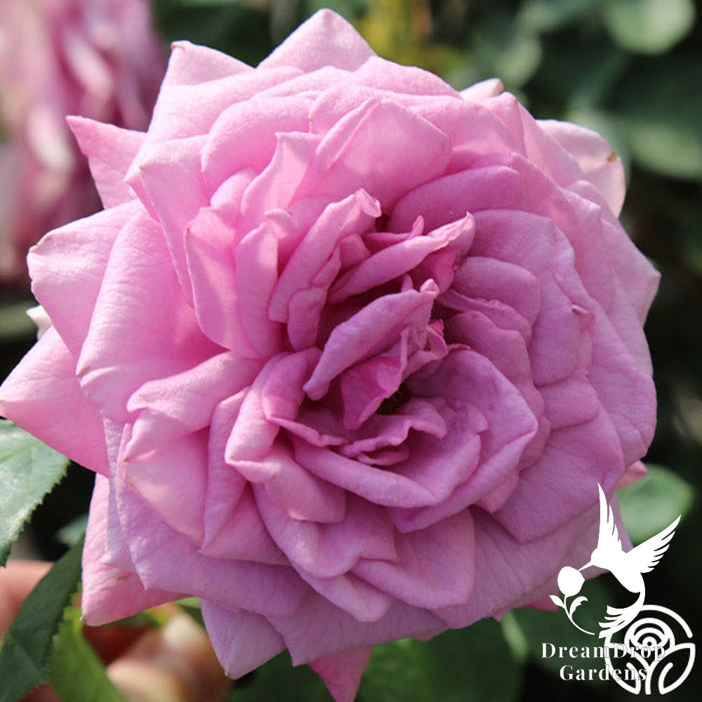 Rose - Arborose Quicksilver — DreamDrop Gardens photo 14