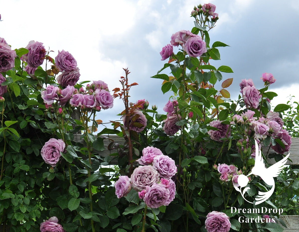 Rose - Arborose Quicksilver — DreamDrop Gardens photo 15