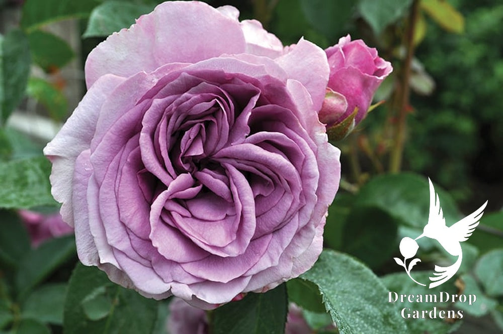 Rose - Arborose Quicksilver — DreamDrop Gardens photo 16