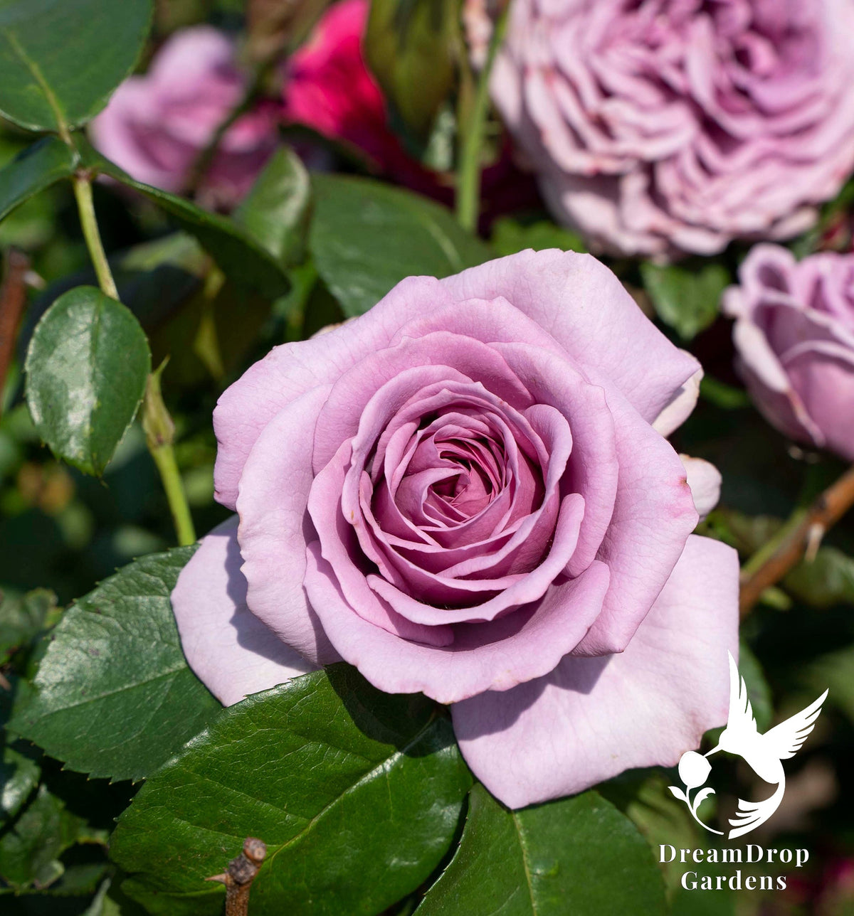 Rose - Arborose Quicksilver — DreamDrop Gardens photo 17