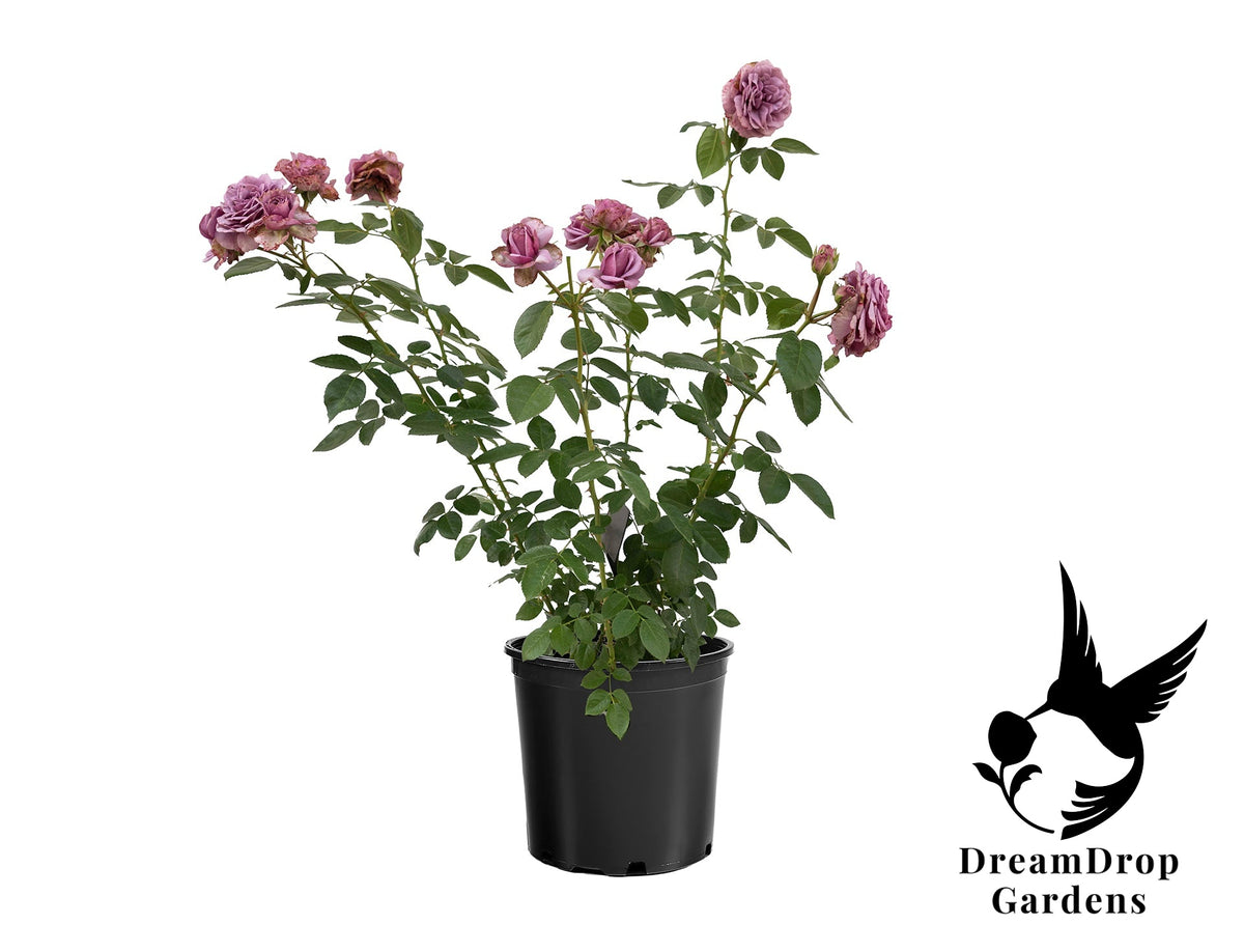 Rose - Arborose Quicksilver — DreamDrop Gardens photo 18