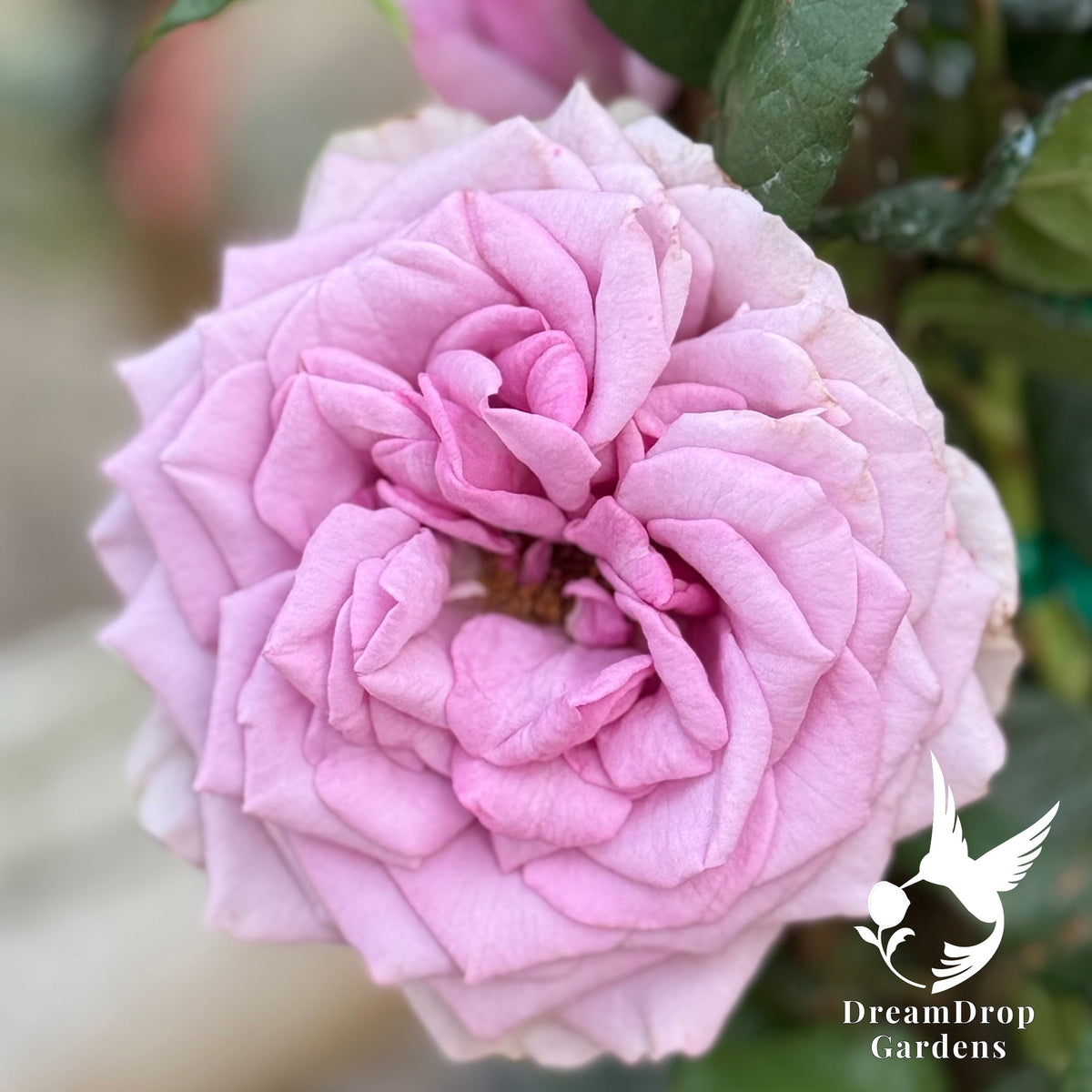 Rose - Arborose Quicksilver — DreamDrop Gardens photo 1