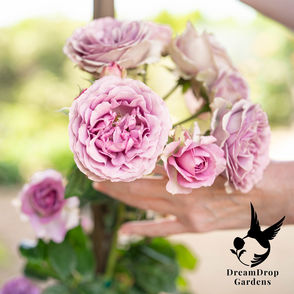 Rose - Arborose Quicksilver — DreamDrop Gardens photo 2