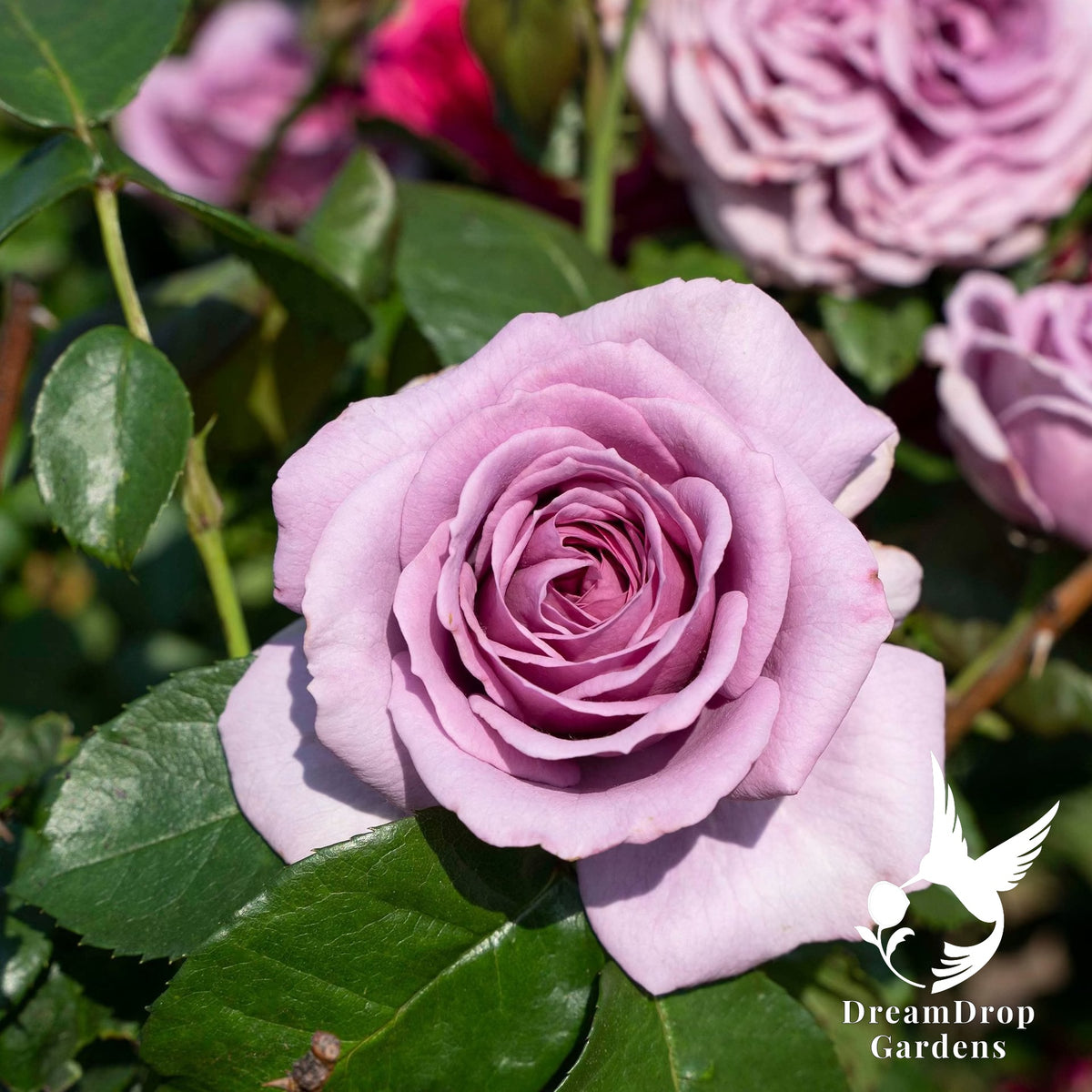 Rose - Arborose Quicksilver — DreamDrop Gardens photo 3