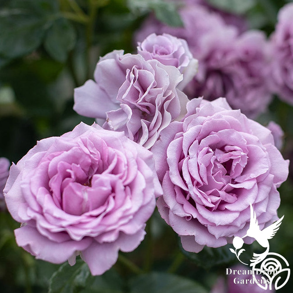 Rose - Arborose Quicksilver — DreamDrop Gardens photo 4