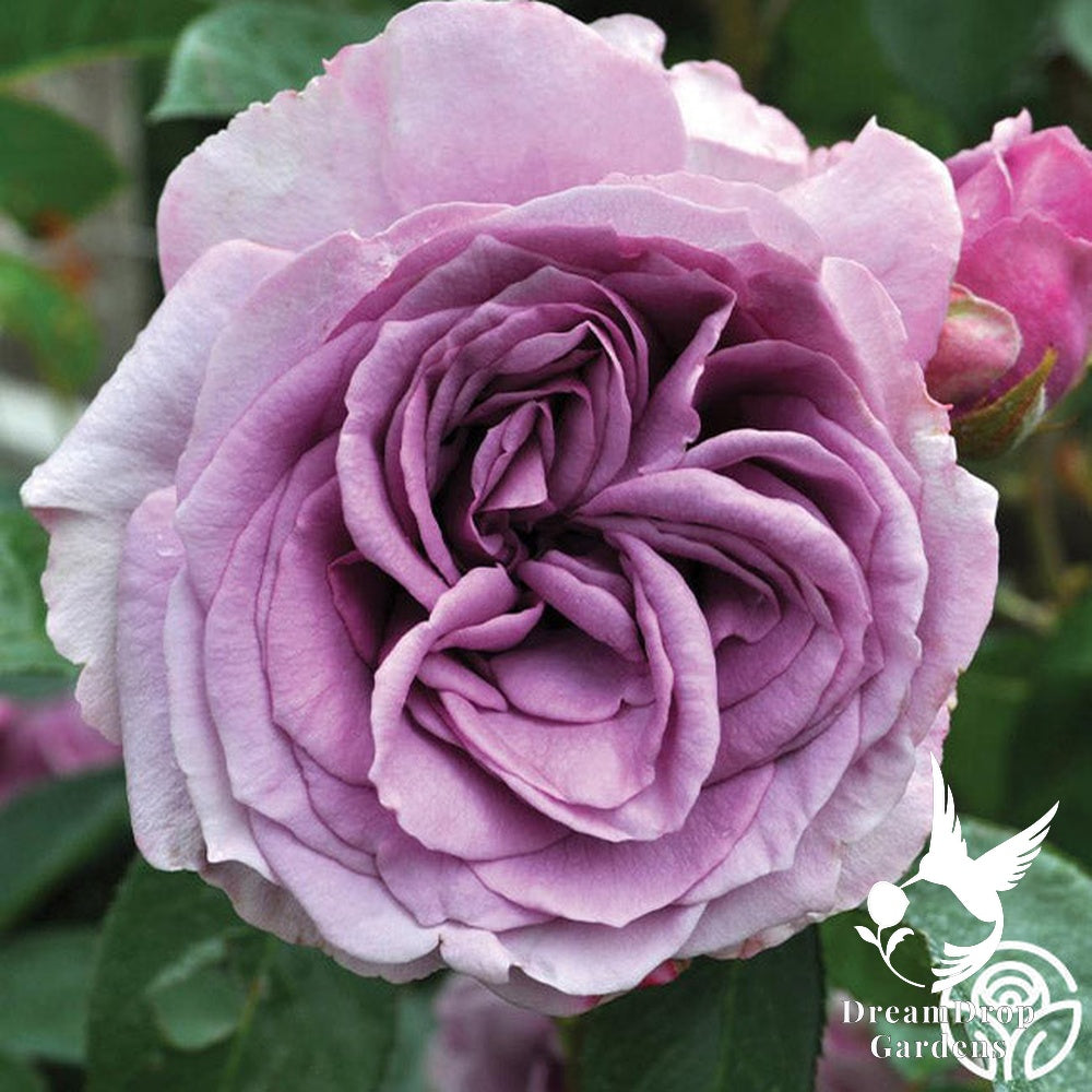 Rose - Arborose Quicksilver — DreamDrop Gardens photo 5
