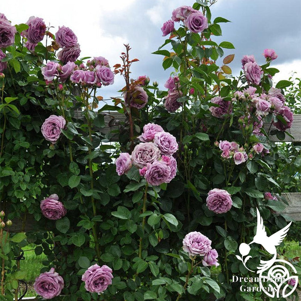 Rose - Arborose Quicksilver — DreamDrop Gardens photo 6