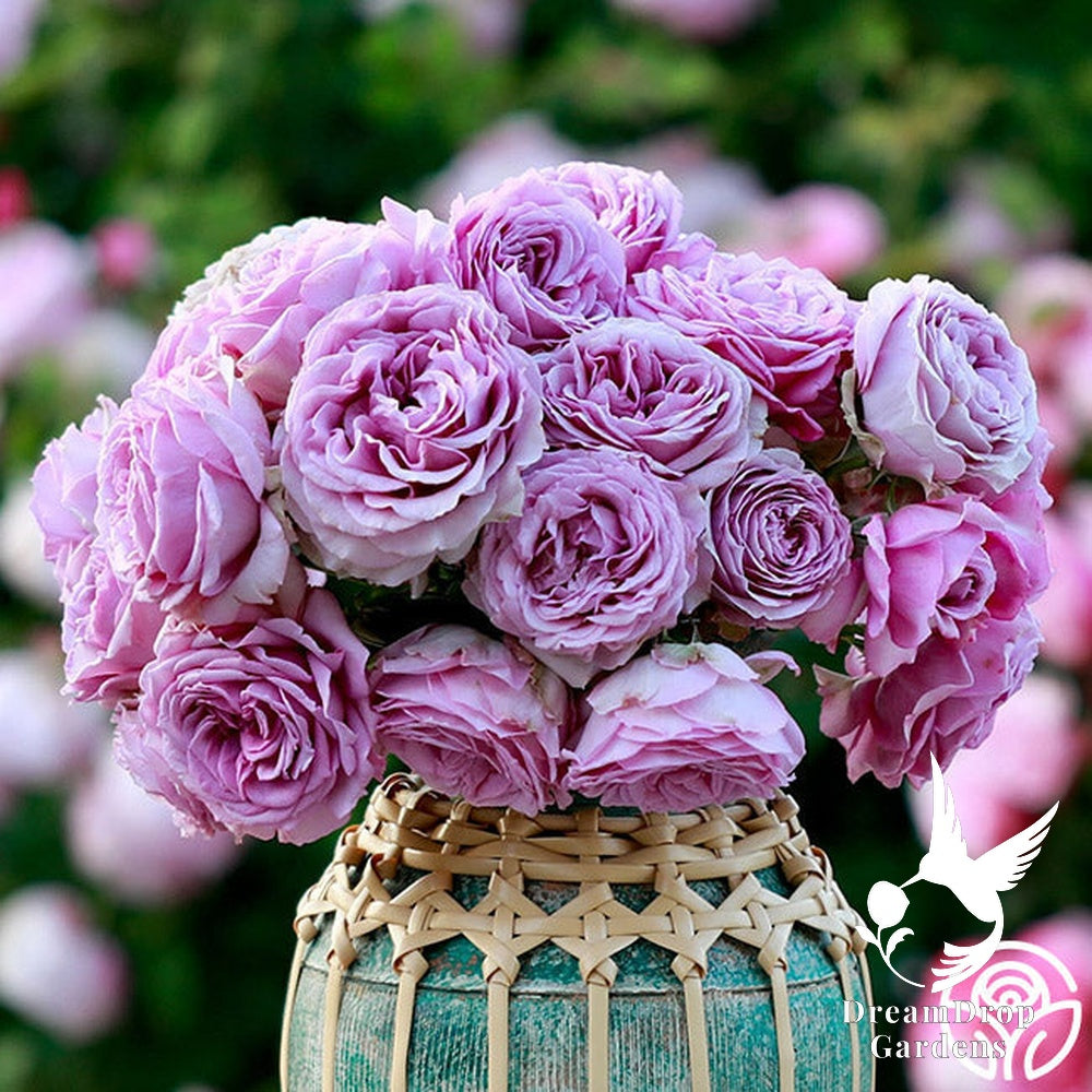 Rose - Arborose Quicksilver — DreamDrop Gardens photo 7