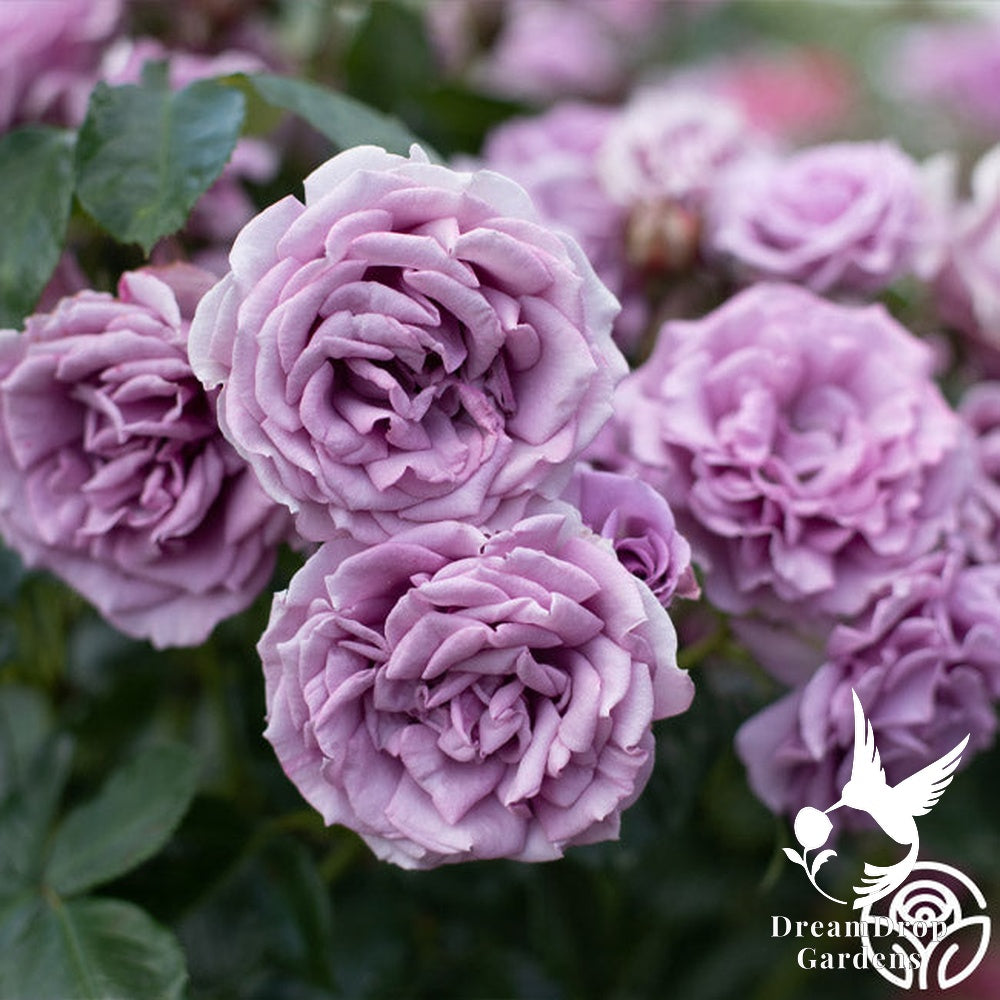 Rose - Arborose Quicksilver — DreamDrop Gardens photo 8