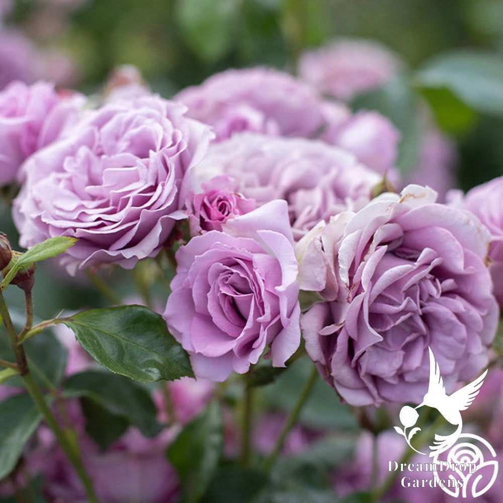 Rose - Arborose Quicksilver — DreamDrop Gardens photo 9