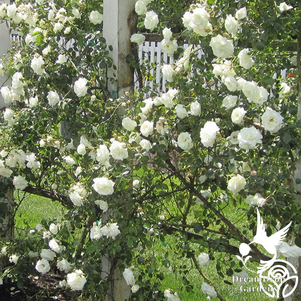 Rose - White Dawn — DreamDrop Gardens photo 10