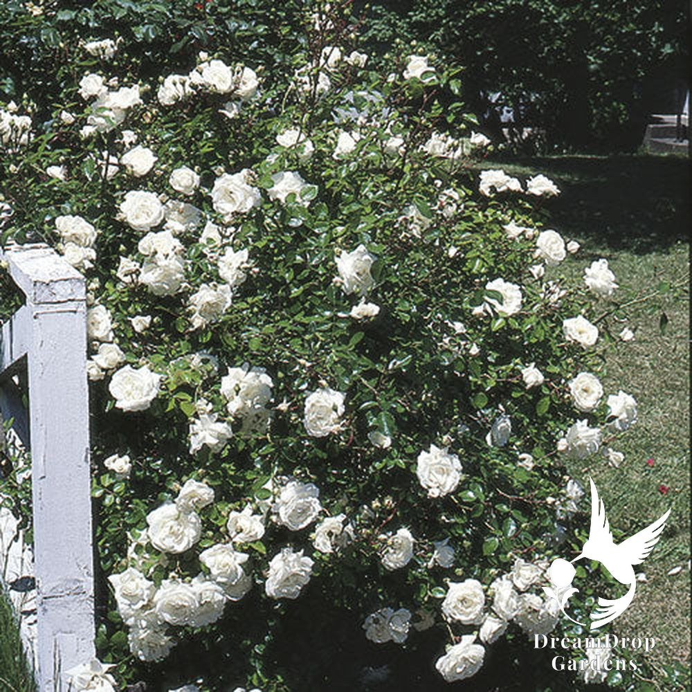 Rose - White Dawn — DreamDrop Gardens photo 1