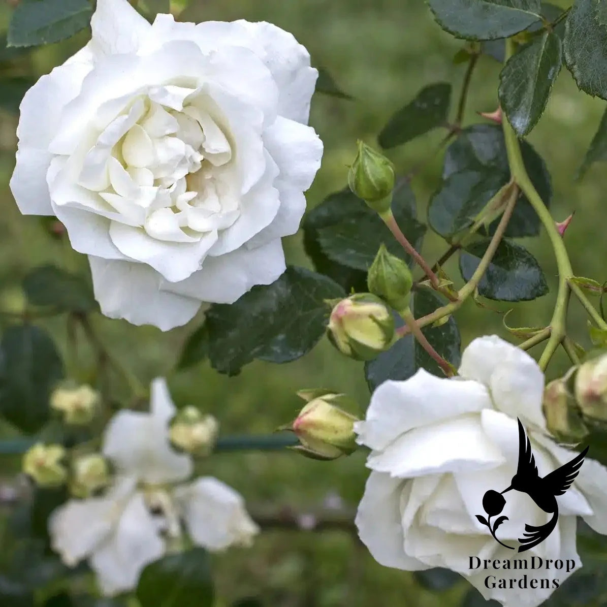 Rose - White Dawn — DreamDrop Gardens photo 2