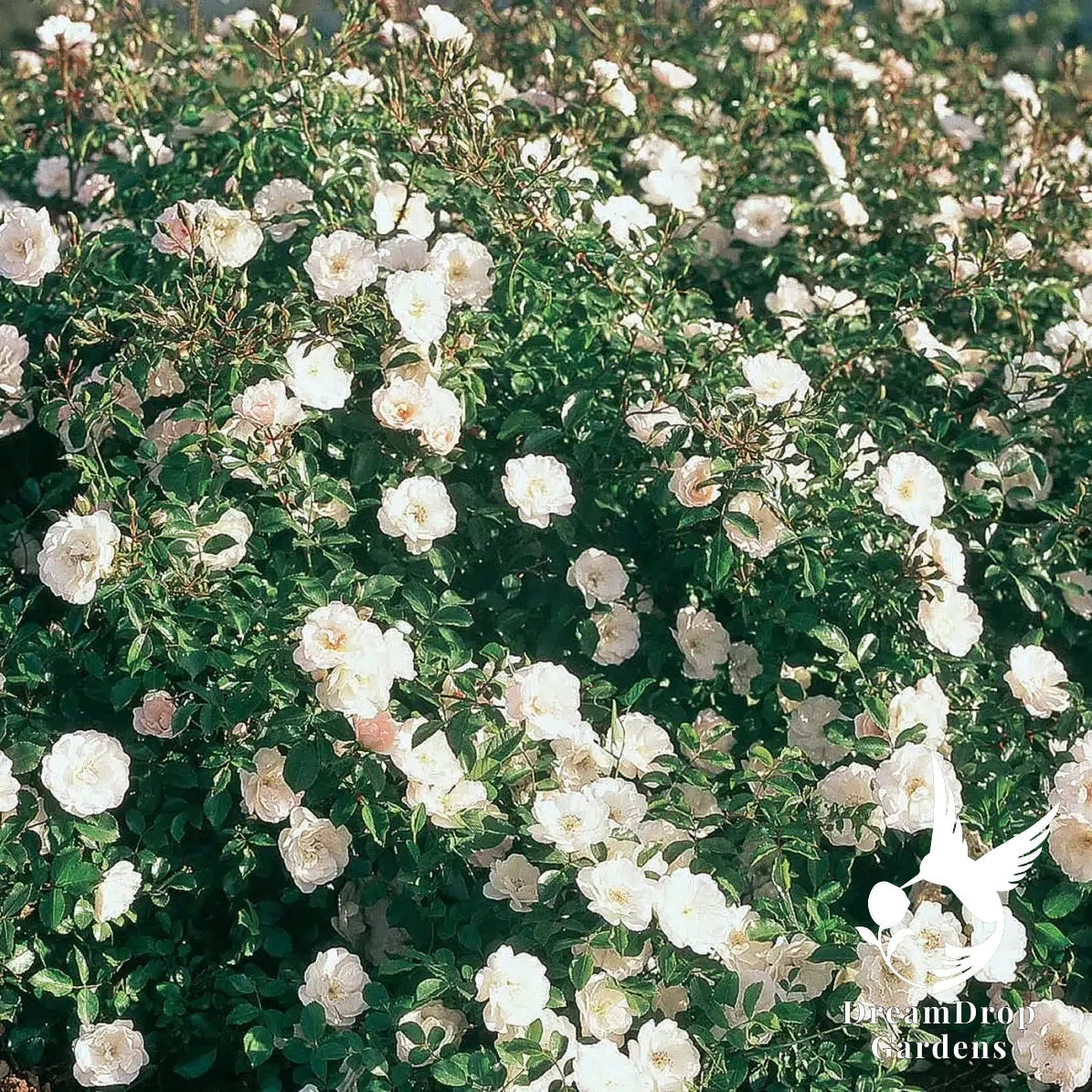 Rose - White Dawn — DreamDrop Gardens photo 3