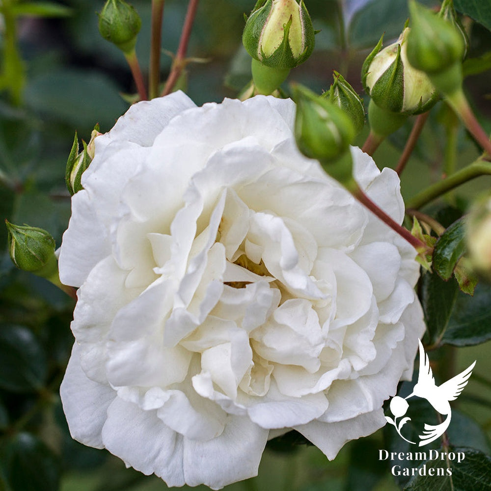 Rose - White Dawn — DreamDrop Gardens photo 4