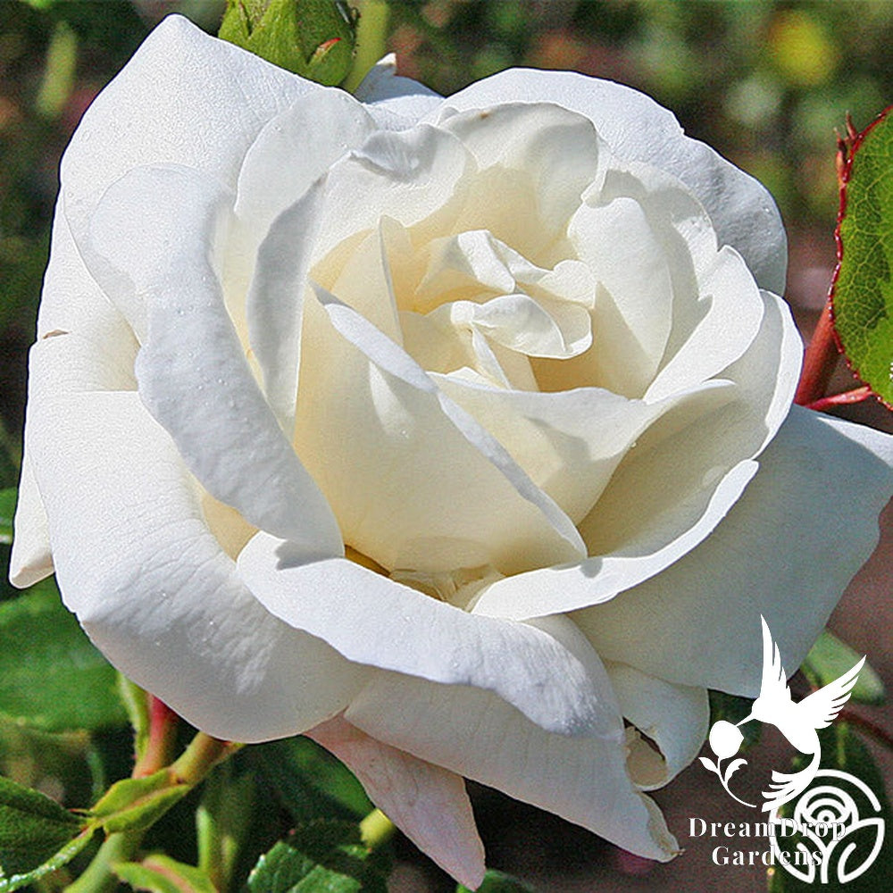 Rose - White Dawn — DreamDrop Gardens photo 5