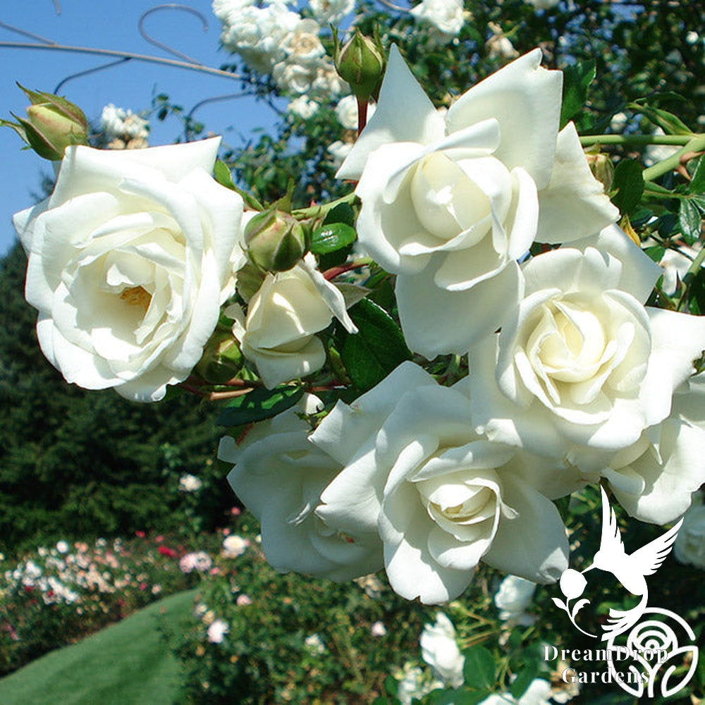 Rose - White Dawn — DreamDrop Gardens photo 6