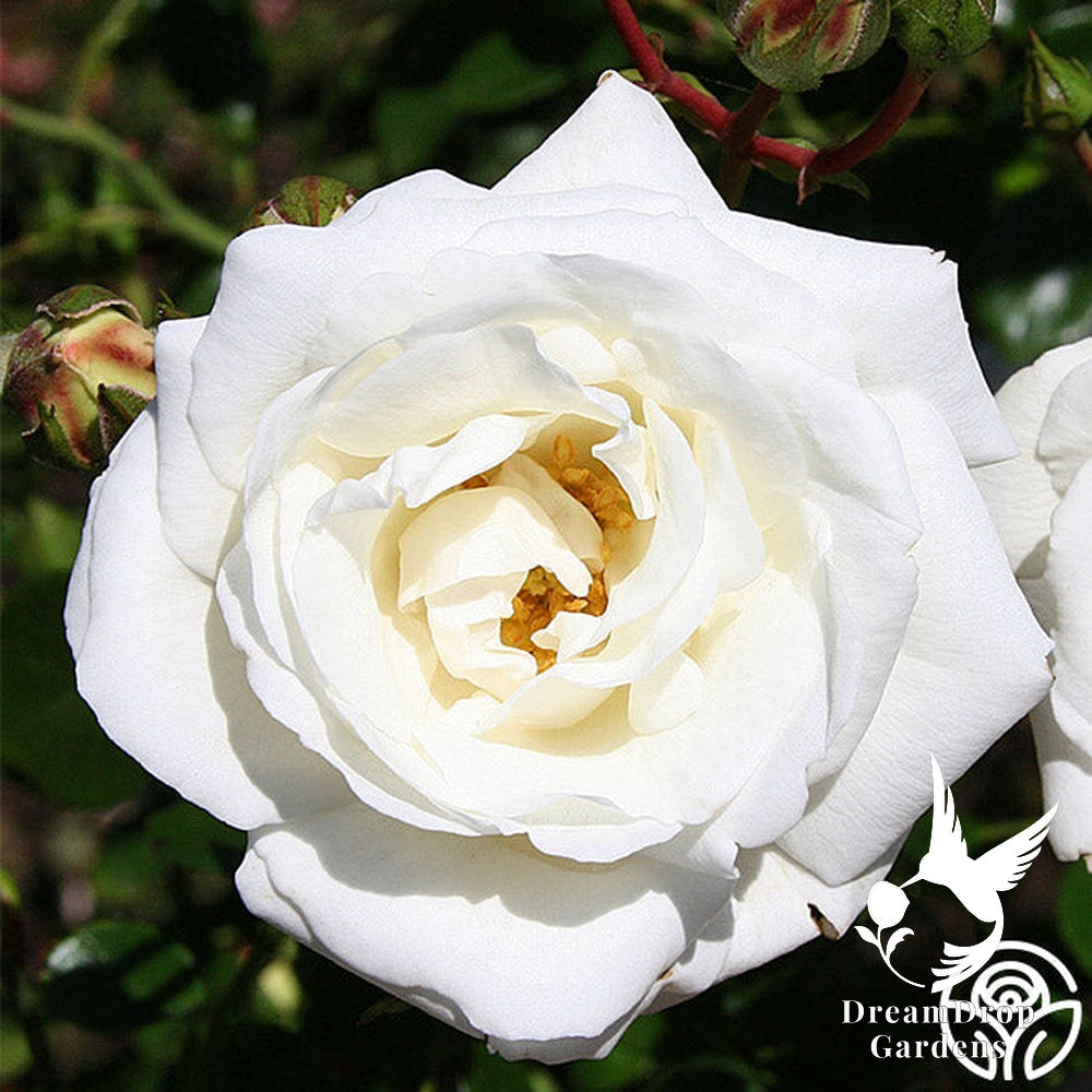 Rose - White Dawn — DreamDrop Gardens photo 7