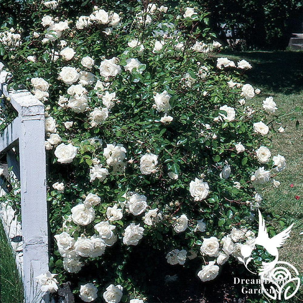 Rose - White Dawn — DreamDrop Gardens photo 8