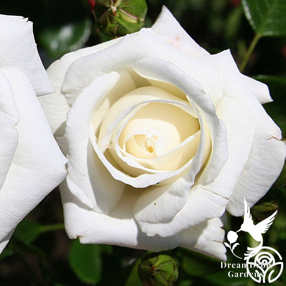 Rose - White Dawn — DreamDrop Gardens photo 9