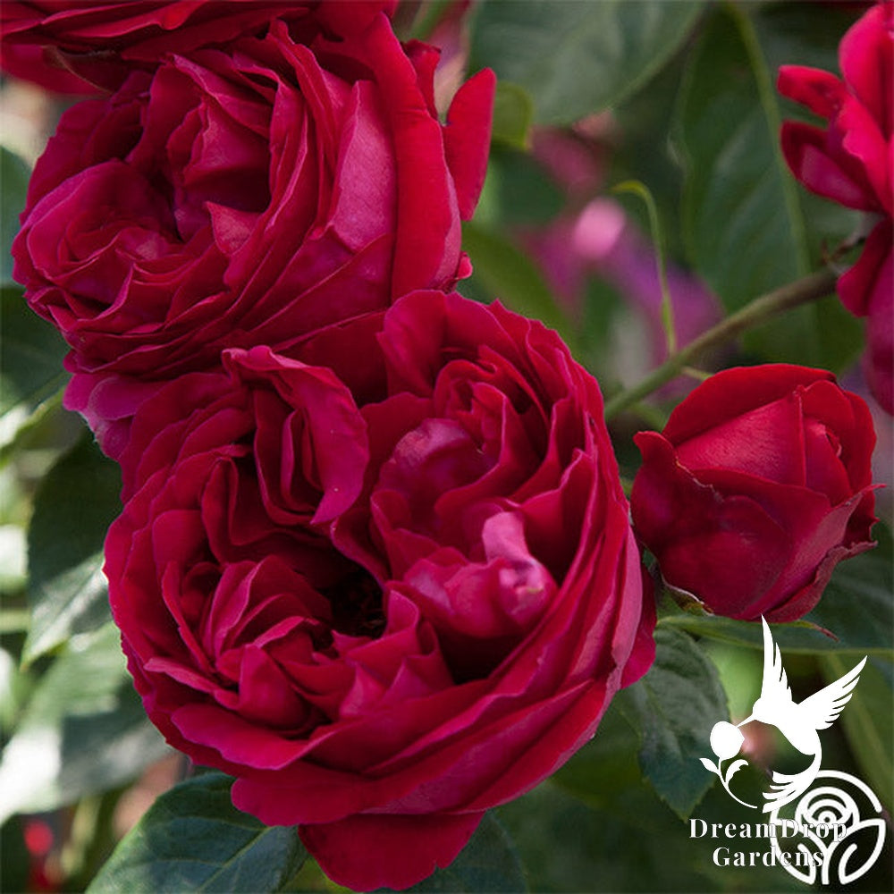 Rose - Eden Climber Red — DreamDrop Gardens photo 10