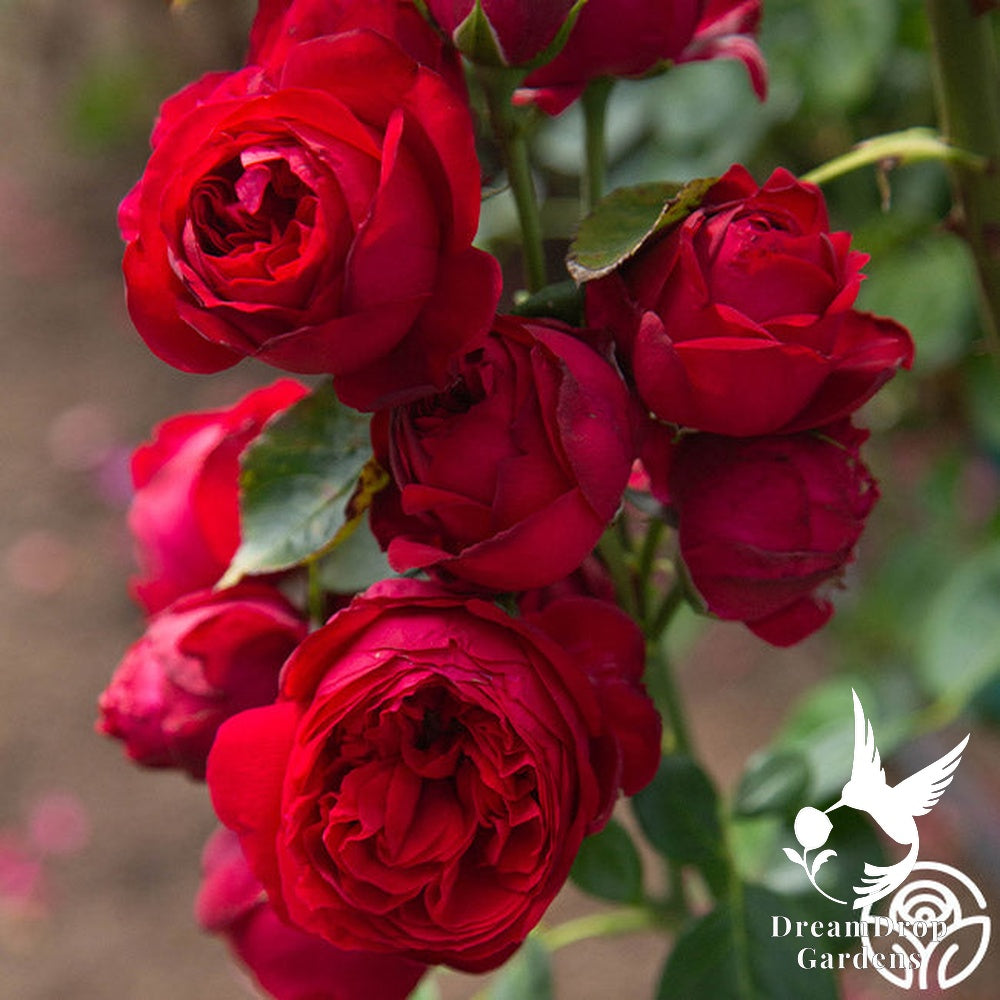 Rose - Eden Climber Red — DreamDrop Gardens photo 11