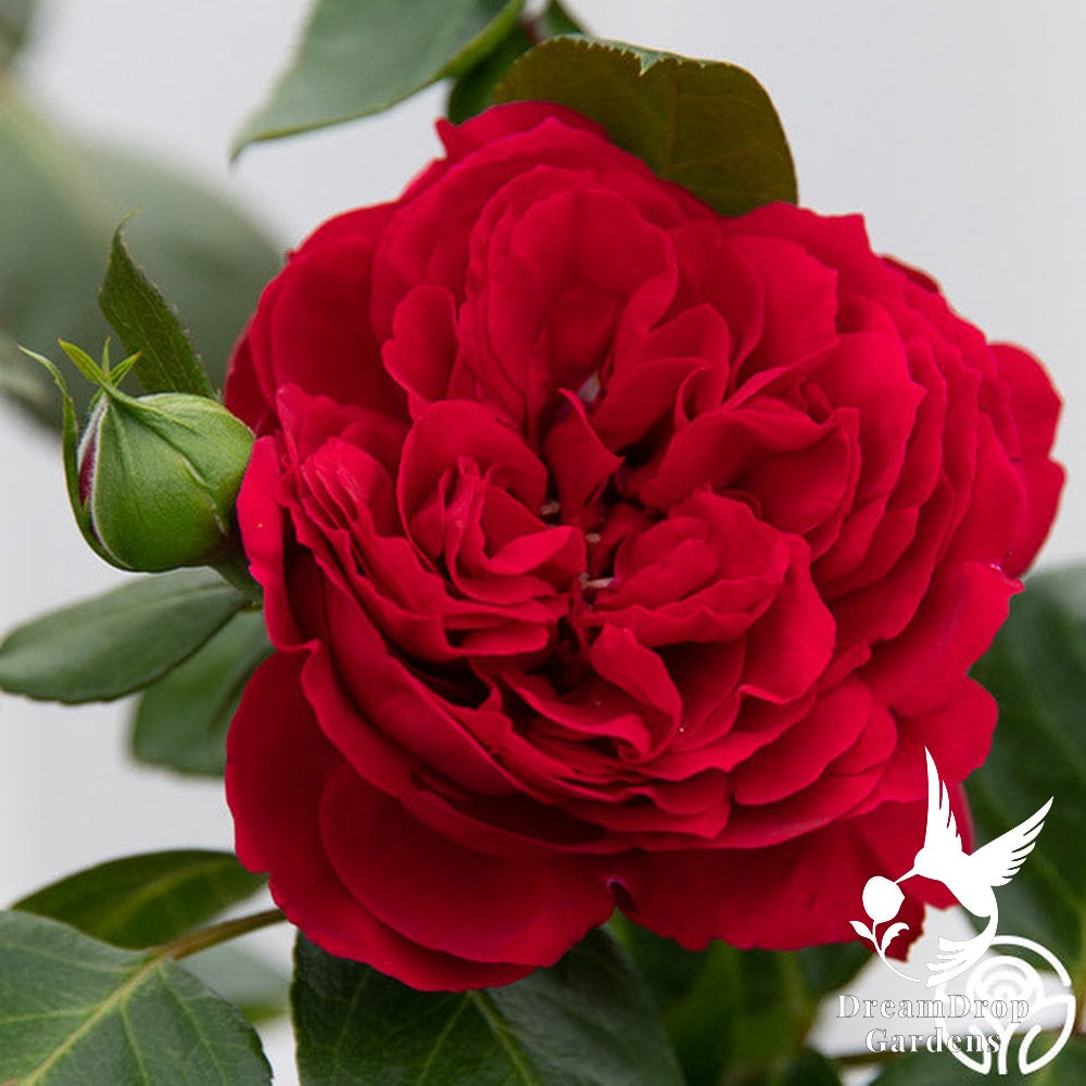 Rose - Eden Climber Red — DreamDrop Gardens photo 12