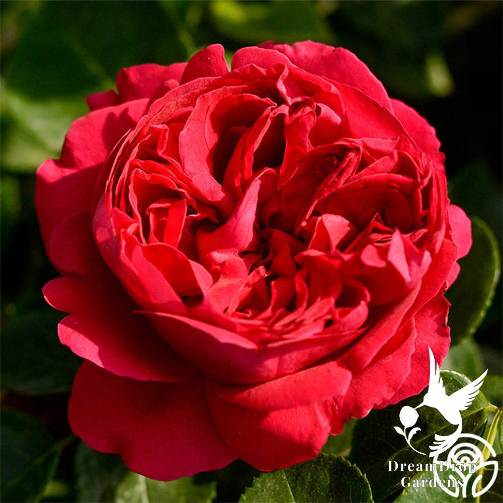 Rose - Eden Climber Red — DreamDrop Gardens photo 13