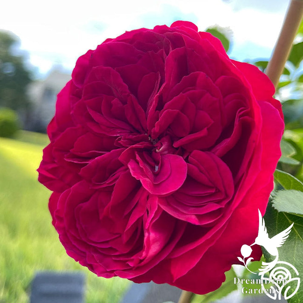 Rose - Eden Climber Red — DreamDrop Gardens photo 14