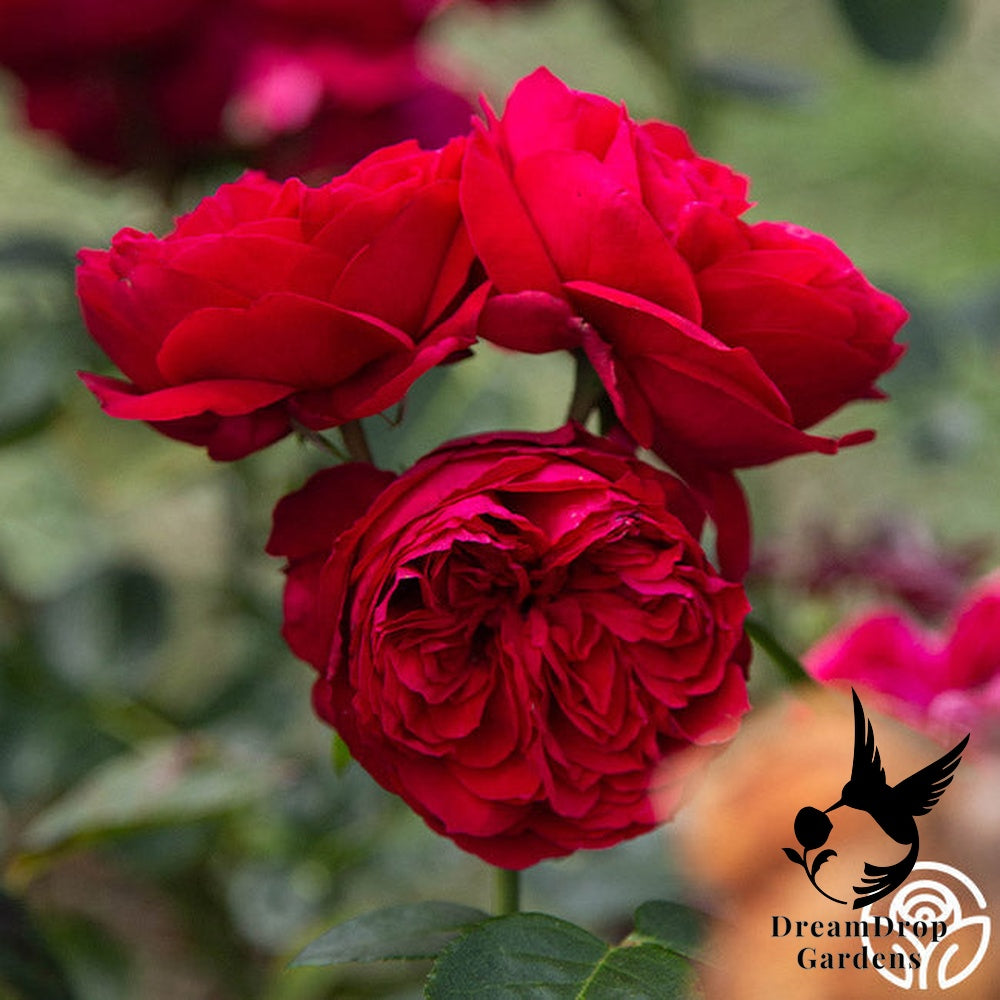 Rose - Eden Climber Red — DreamDrop Gardens photo 15