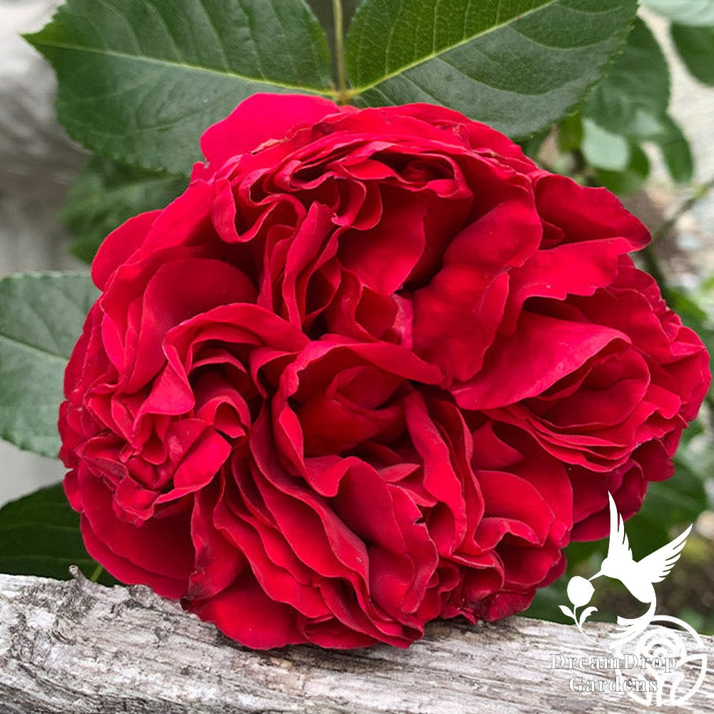 Rose - Eden Climber Red — DreamDrop Gardens photo 16