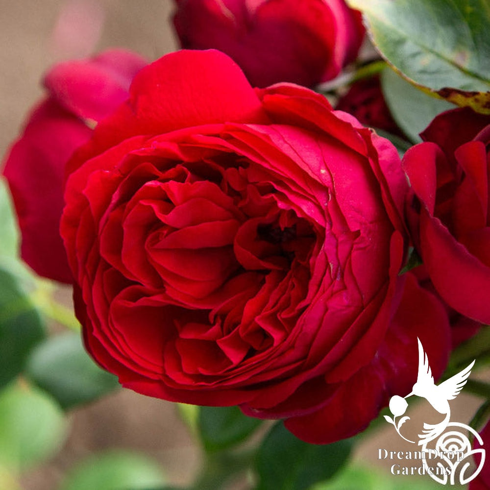 Rose - Eden Climber Red — DreamDrop Gardens photo 17