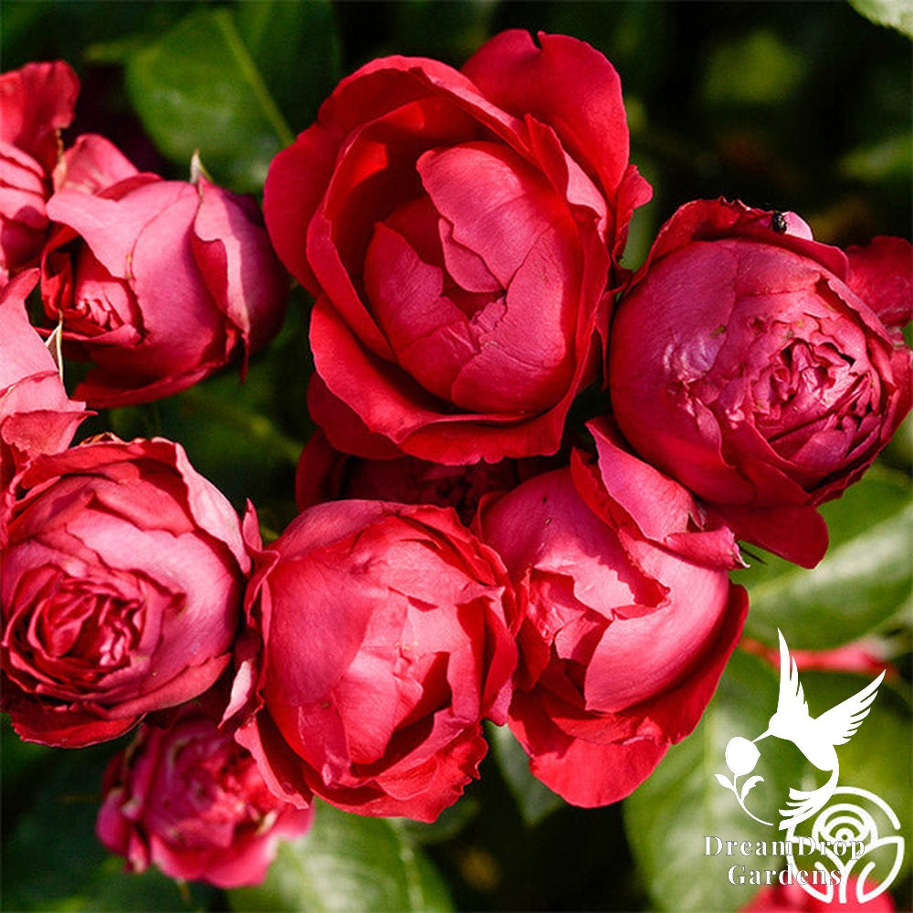 Rose - Eden Climber Red — DreamDrop Gardens photo 18