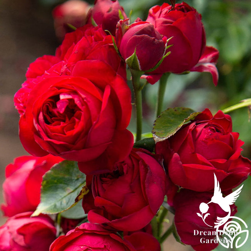 Rose - Eden Climber Red — DreamDrop Gardens photo 19