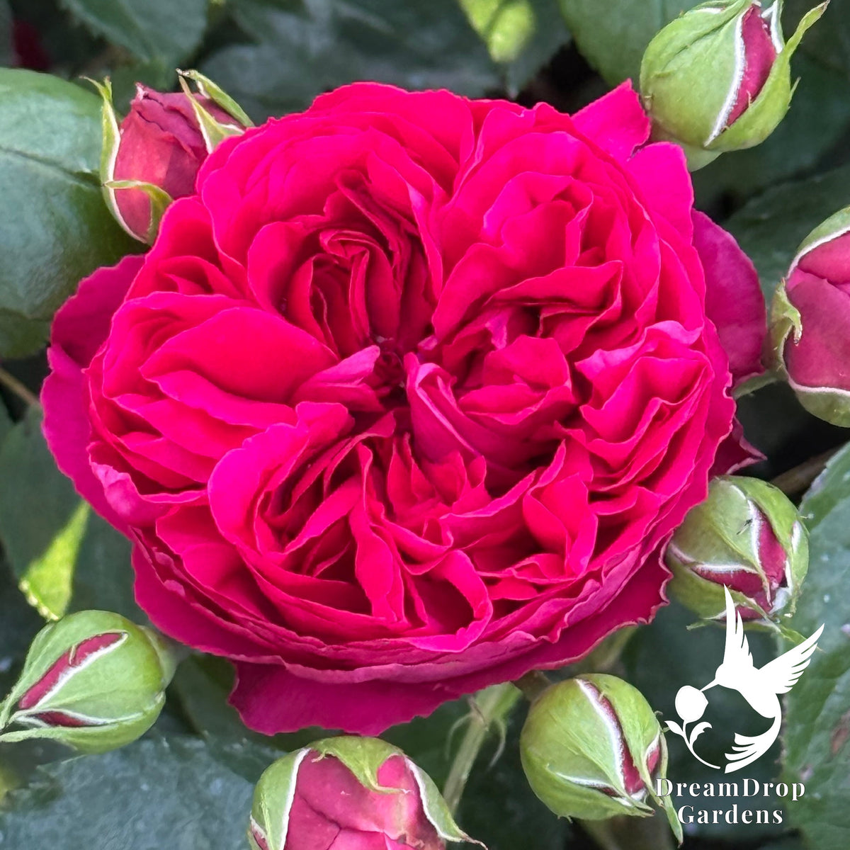 Rose - Eden Climber Red — DreamDrop Gardens photo 1